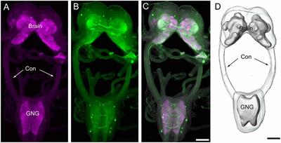 Distribution of Serotonin-Immunoreactive Neurons in the Brain and Gnathal Ganglion of Caterpillar Helicoverpa armigera